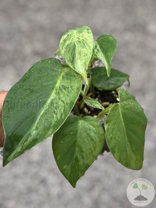 Philodendron Heartleaf Variegated - B