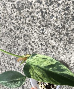 Philodendron Heartleaf Variegated - C