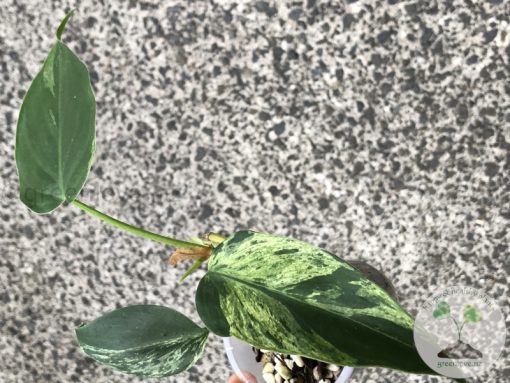 Philodendron Heartleaf Variegated - C