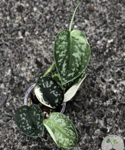 Scindapsus Mayari - B
