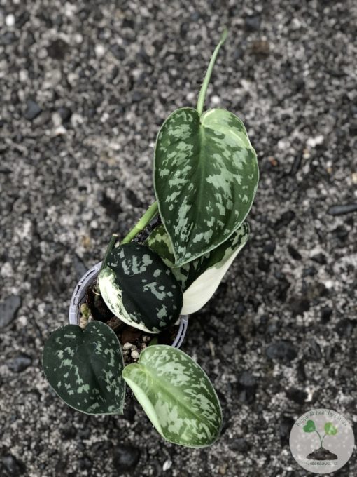 Scindapsus Mayari - B