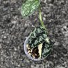 Scindapsus Mayari - C