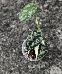 Scindapsus Mayari - C