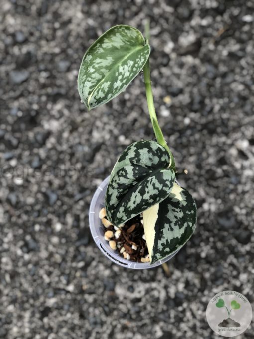 Scindapsus Mayari - C