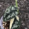 Scindapsus Mayari - C