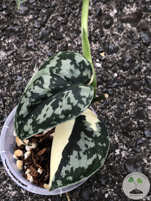 Scindapsus Mayari - C