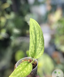 Rare Scindapsus Green Army (narrow)