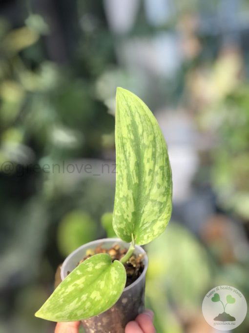 Rare Scindapsus Green Army (narrow)