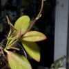 Hoya collina IR-26 sp Papua