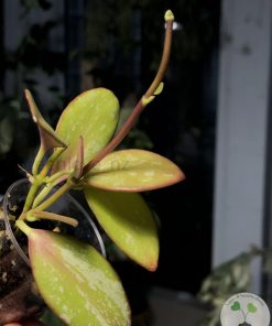 Hoya collina IR-26 sp Papua