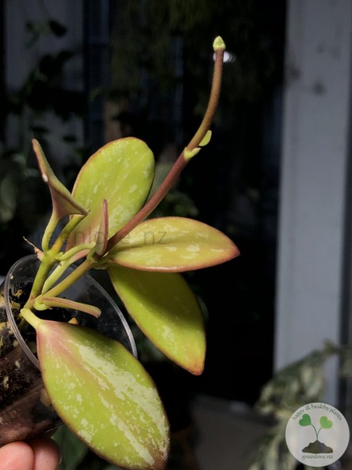 Hoya collina IR-26 sp Papua