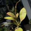 Hoya collina IR-26 sp Papua