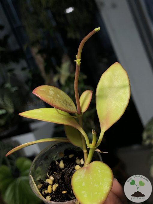 Hoya collina IR-26 sp Papua
