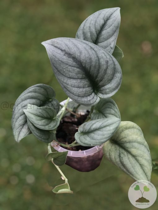 Rare Scindapsus Green Vein