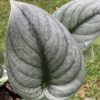 Rare Scindapsus Green Vein