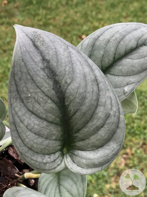 Rare Scindapsus Green Vein