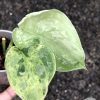 Rare Scindapsus Exotica Mejile sp Sumatra