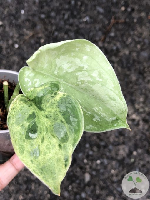 Rare Scindapsus Exotica Mejile sp Sumatra
