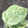 Rare Scindapsus Exotica Mejile sp Sumatra