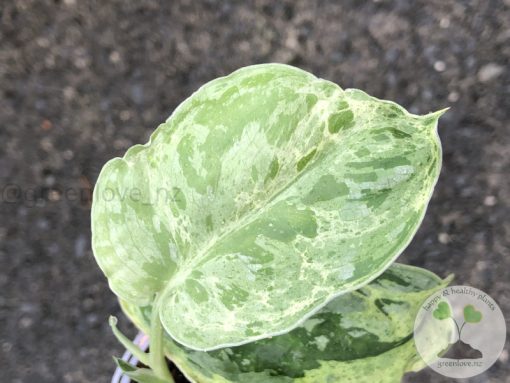 Rare Scindapsus Exotica Mejile sp Sumatra