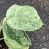 Rare Scindapsus Exotica Mejile sp Sumatra