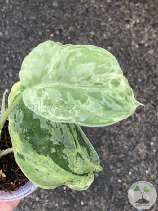 Rare Scindapsus Exotica Mejile sp Sumatra