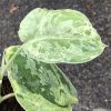 Rare Scindapsus Exotica Mejile sp Sumatra