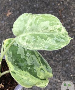Rare Scindapsus Exotica Mejile sp Sumatra