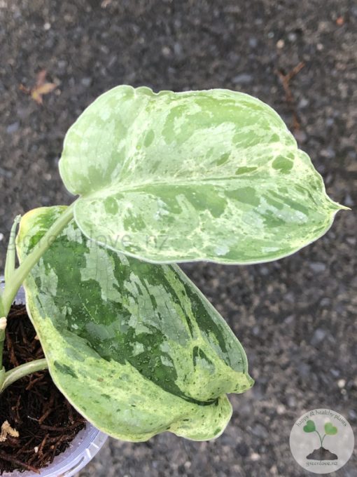 Rare Scindapsus Exotica Mejile sp Sumatra