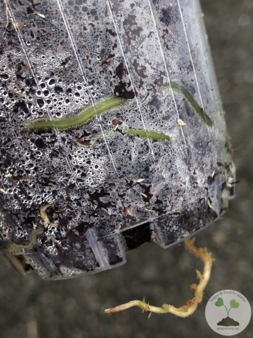 Rare Scindapsus Exotica Mejile sp Sumatra