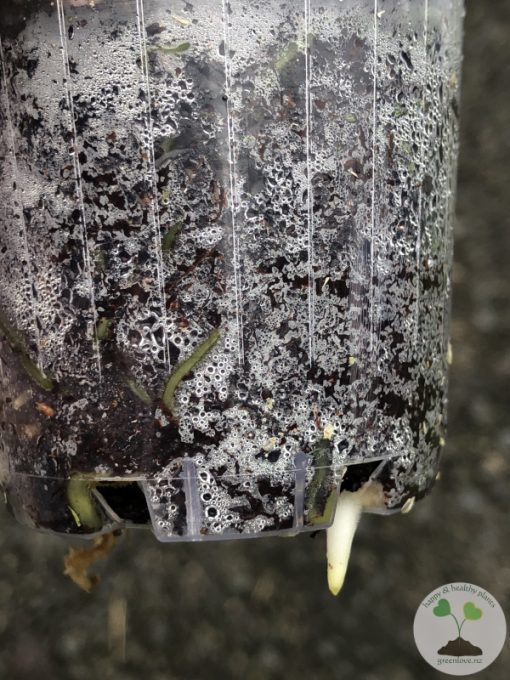 Rare Scindapsus Exotica Mejile sp Sumatra