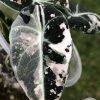 Alocasia Black Velvet Pink Variegated with corm