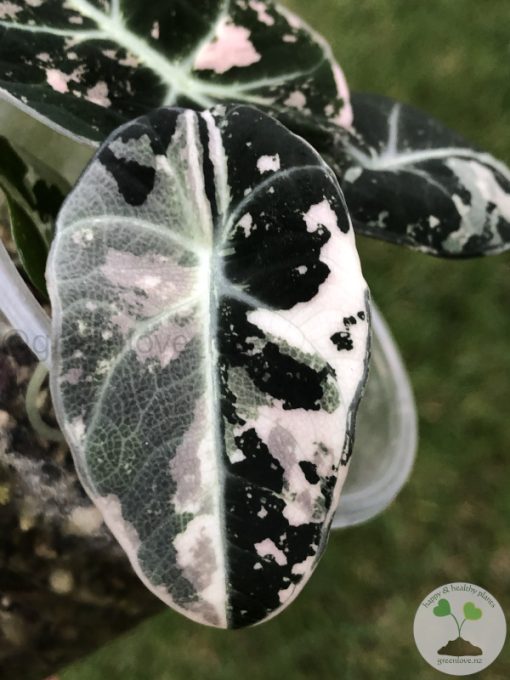 Alocasia Black Velvet Pink Variegated with corm