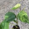 Philodendron Heartleaf Variegated - A