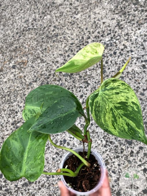 Philodendron Heartleaf Variegated - A