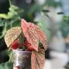 Begonia Snow Capped Variegated