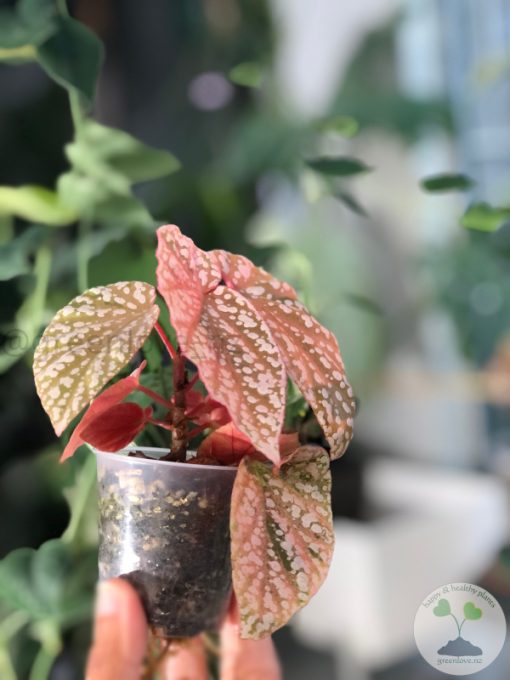Begonia Snow Capped Variegated