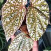 Begonia Snow Capped Variegated