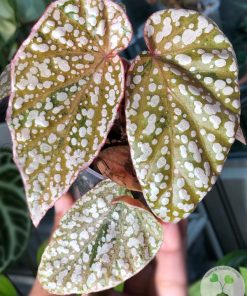 Begonia Snow Capped Variegated