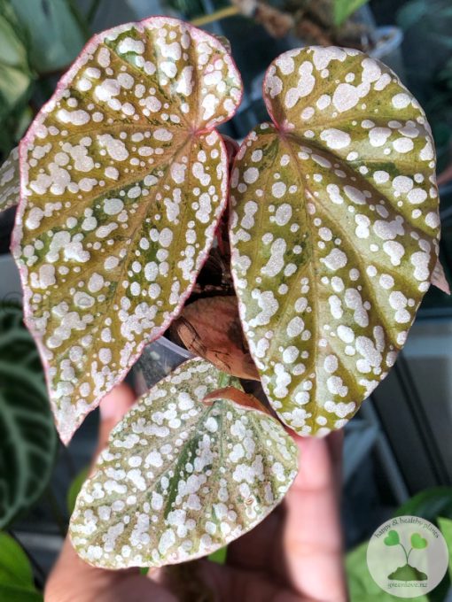 Begonia Snow Capped Variegated