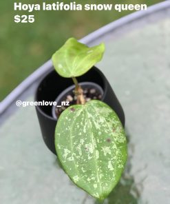 633257372_25772932035710254_379487543929186774_n Hoya latifolia 'Snow Queen'