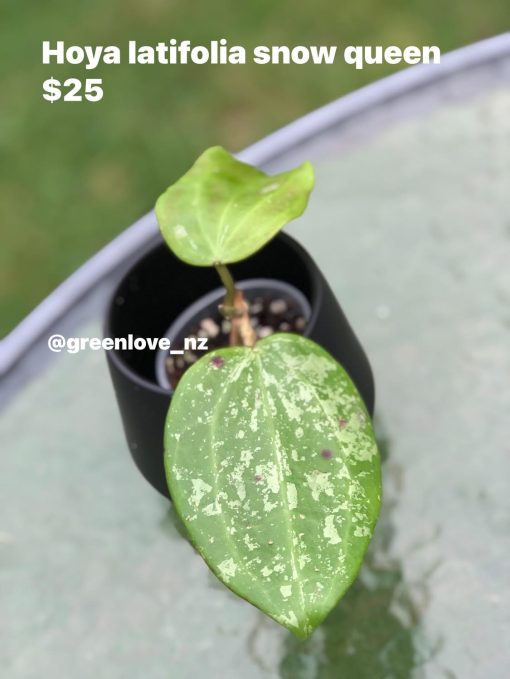 Hoya latifolia 'Snow Queen'