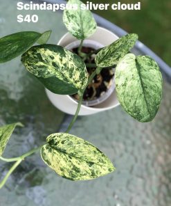 633679924_25773012035702254_8291263837573217698_n Scindapsus Silver Cloud