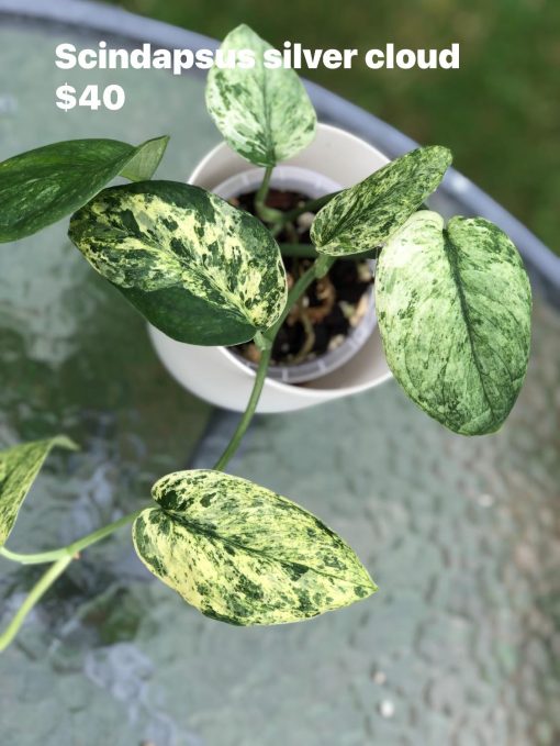 Scindapsus Silver Cloud