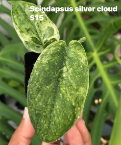 Scindapsus Silver Cloud
