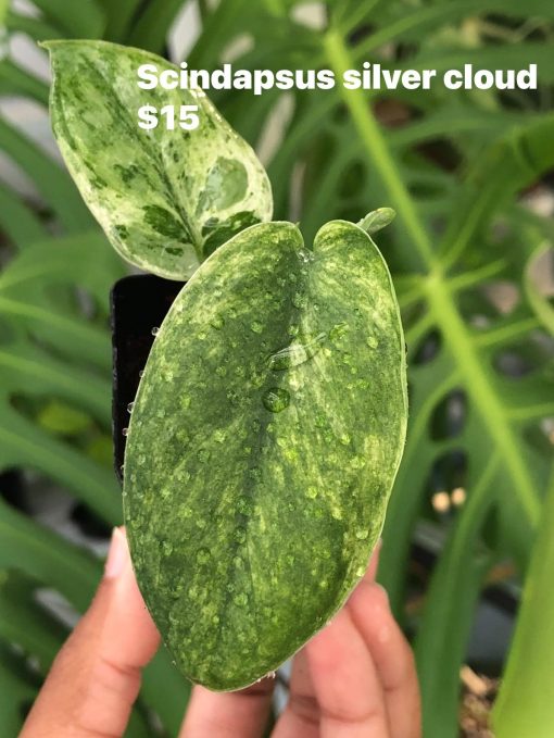 Scindapsus Silver Cloud