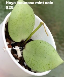 634180479_25772929409043850_4320060186731081426_n Hoya lacunosa 'Mint Coin' - rare