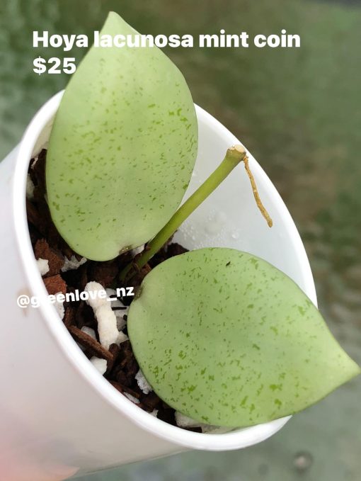 Hoya lacunosa 'Mint Coin' - rare