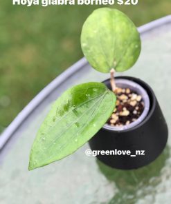 634479453_25772928289043962_589250699984440266_n Hoya glabra Borneo