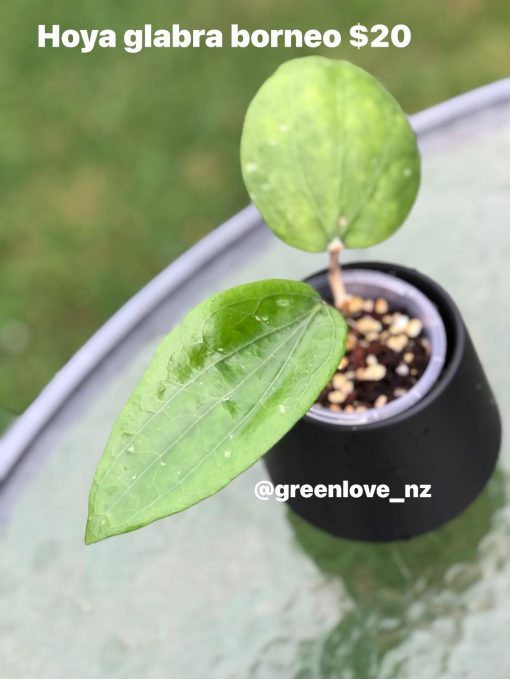 Hoya glabra Borneo